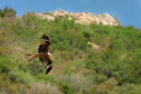 Lunak cerveny - Milvus milvus - Red Kite 1296